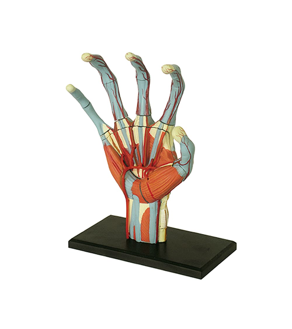 Introducir 69+ imagen modelo anatomico de la mano