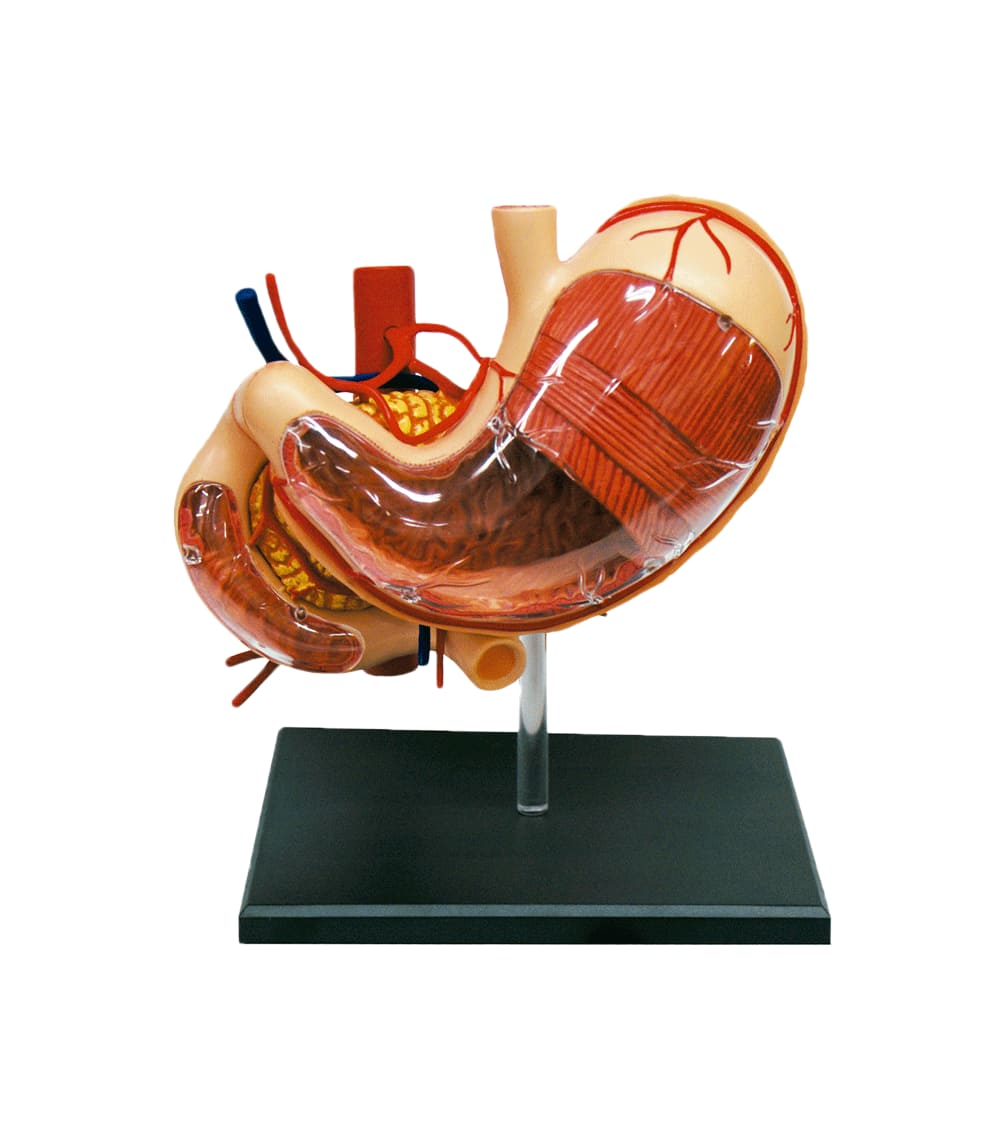 Modelo Anatómico Del Estómago Humano 