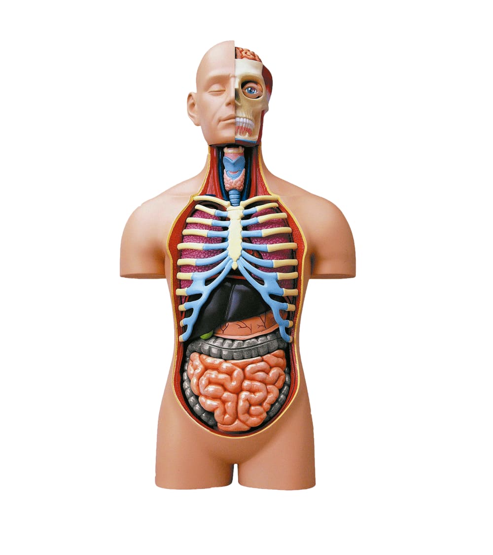 Introducir 94+ imagen modelo anatomico torso humano