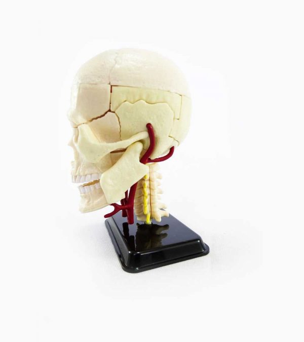 Anatomia del Cráneo