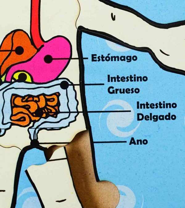 Esquema Corporal Sistema Digestivo