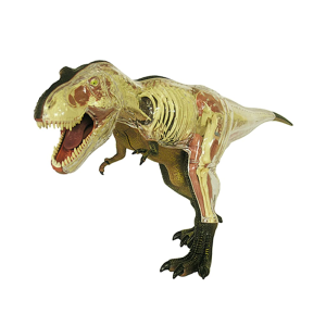 Modelo Anatómico del Tiranosaurio Rex