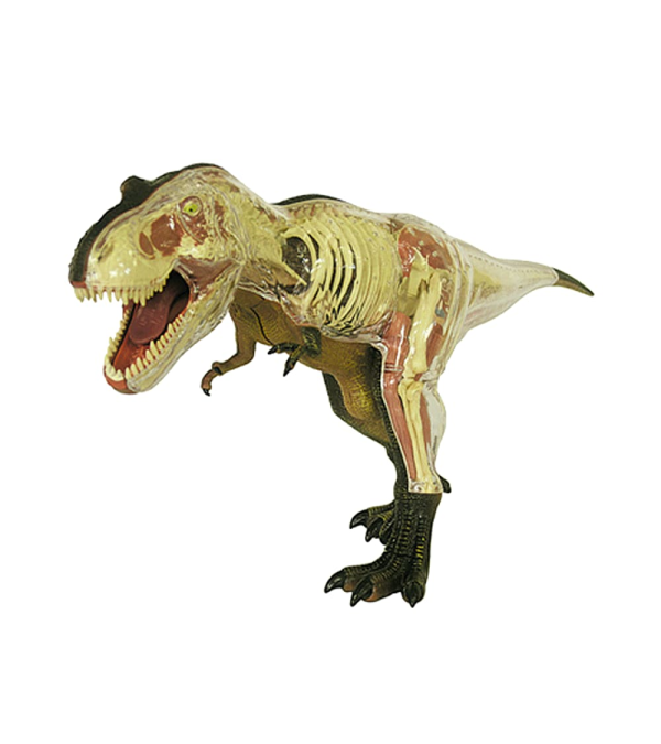 Modelo Anatómico del Tiranosaurio Rex