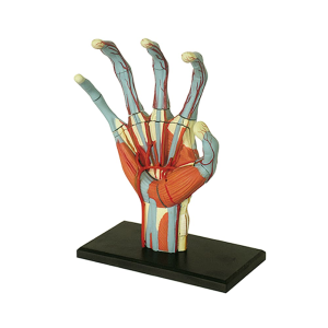 Modelo Anatómico de La Mano