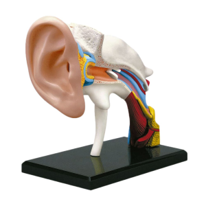 Modelo Anatómico El Oído