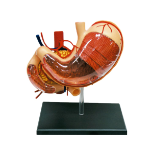 Modelo Anatómico El Estomago