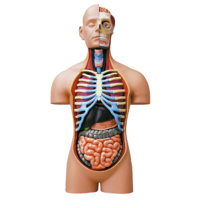 Modelo Anatómico Lujo Torso Humano