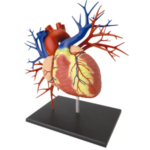 Modelo Anatómico Lujo Corazón