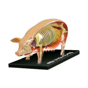 Modelo Anatómico del Cerdo