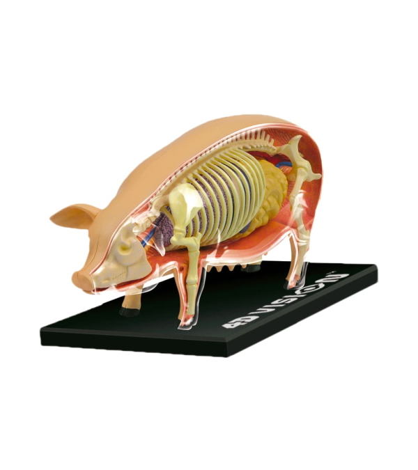 Modelo Anatómico del Cerdo