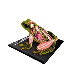 Modelo Anatomico La Rana