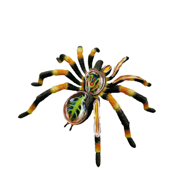 Modelo Anatómico de La Tarántula