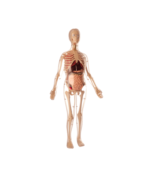 Modelo Anatómico Cuerpo de La Mujer