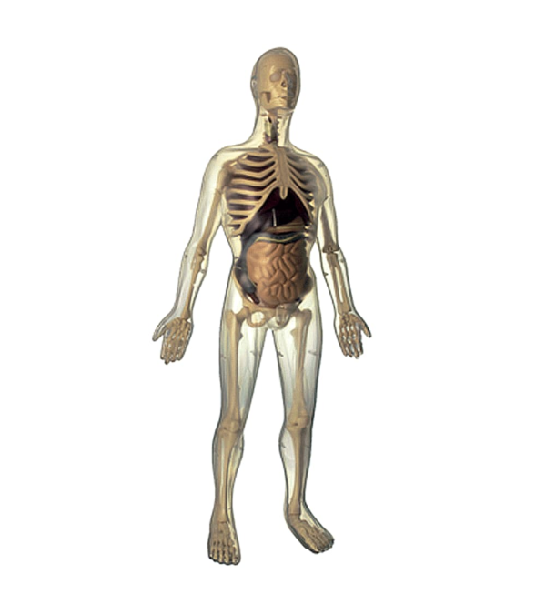 Modelo Anatómico Cuerpo del Hombre