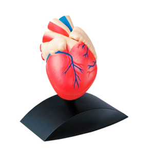 Modelo Corazón Escala Real