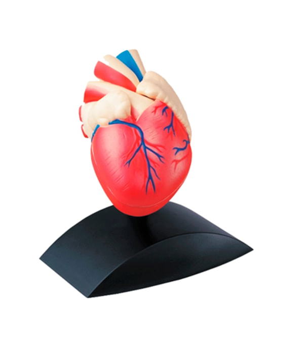 Modelo Corazón Escala Real