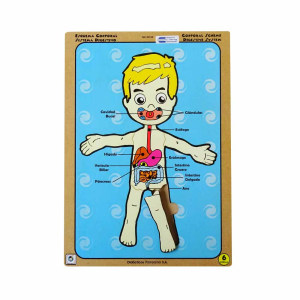 Esquema Corporal Sistema Digestivo