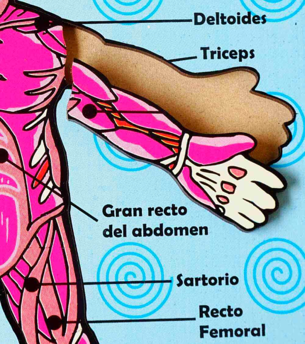Esquema Corporal Sistema Muscular - Image 2