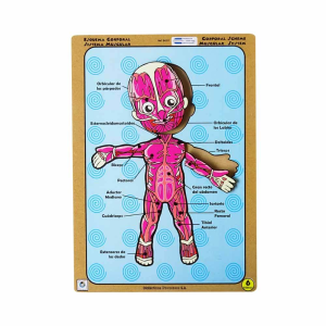 Esquema Corporal Sistema Muscular