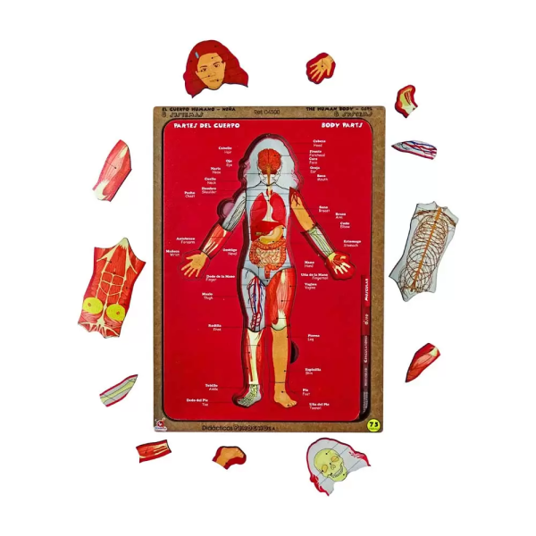 Rompecabezas corporal 8 sistemas – niña